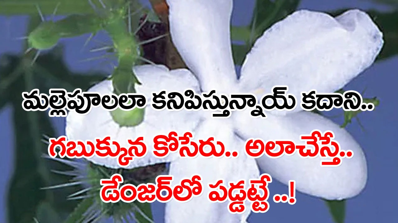 Cnidoscolus stimulosus plant : తెల్లనివన్నీ మల్లెపూలు కాదు..ఇలా రాక్షసి పూలూ ఉంటాయ్.. జర భద్రం..!