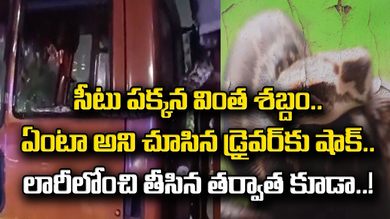 Python Video: ఈ కొండచిలువకు వాహనాలంటే యమా ఇష్టమనుకుంటా.. లారీలోంచి బయటకు తీస్తే ఏకంగా బైక్‌ను చుట్టేసింది.. చివరకు..!