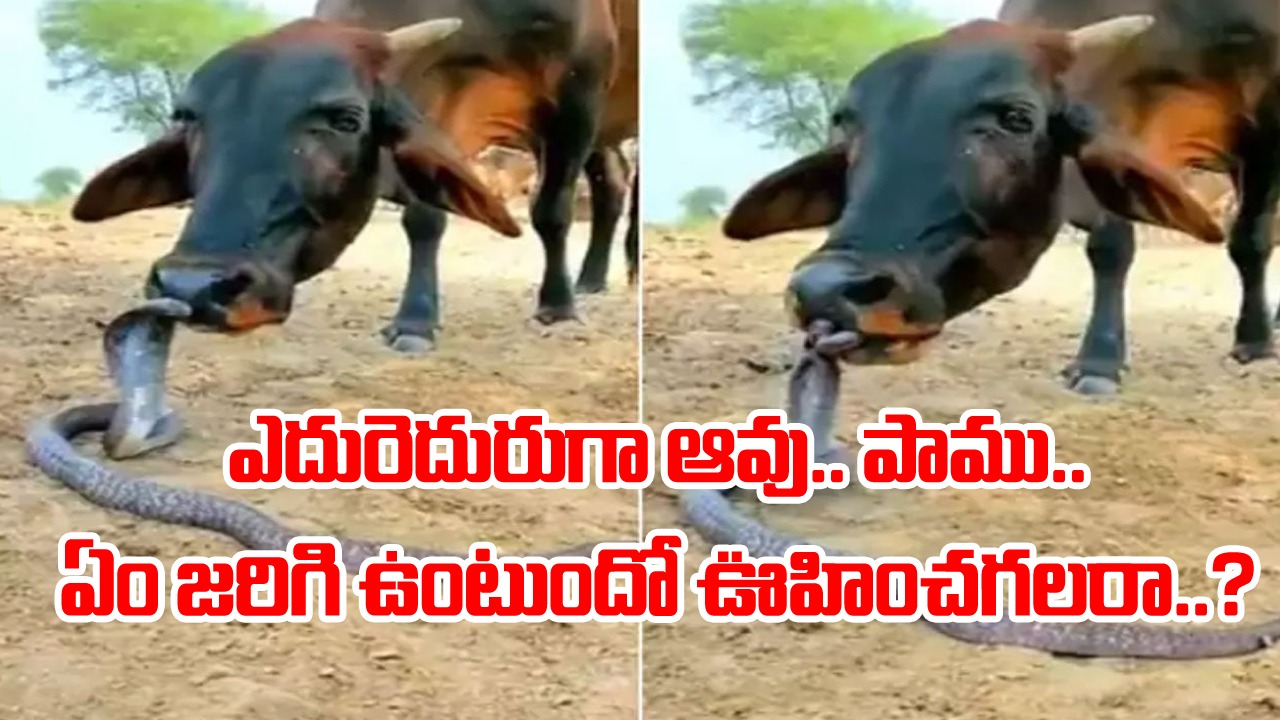 Snake vs Cow: పొలంలో తిరుగుతున్న ఆవుకు ఎదురుపడిందో పాము.. చివరకు జరిగిందో షాకింగ్ సీన్..!