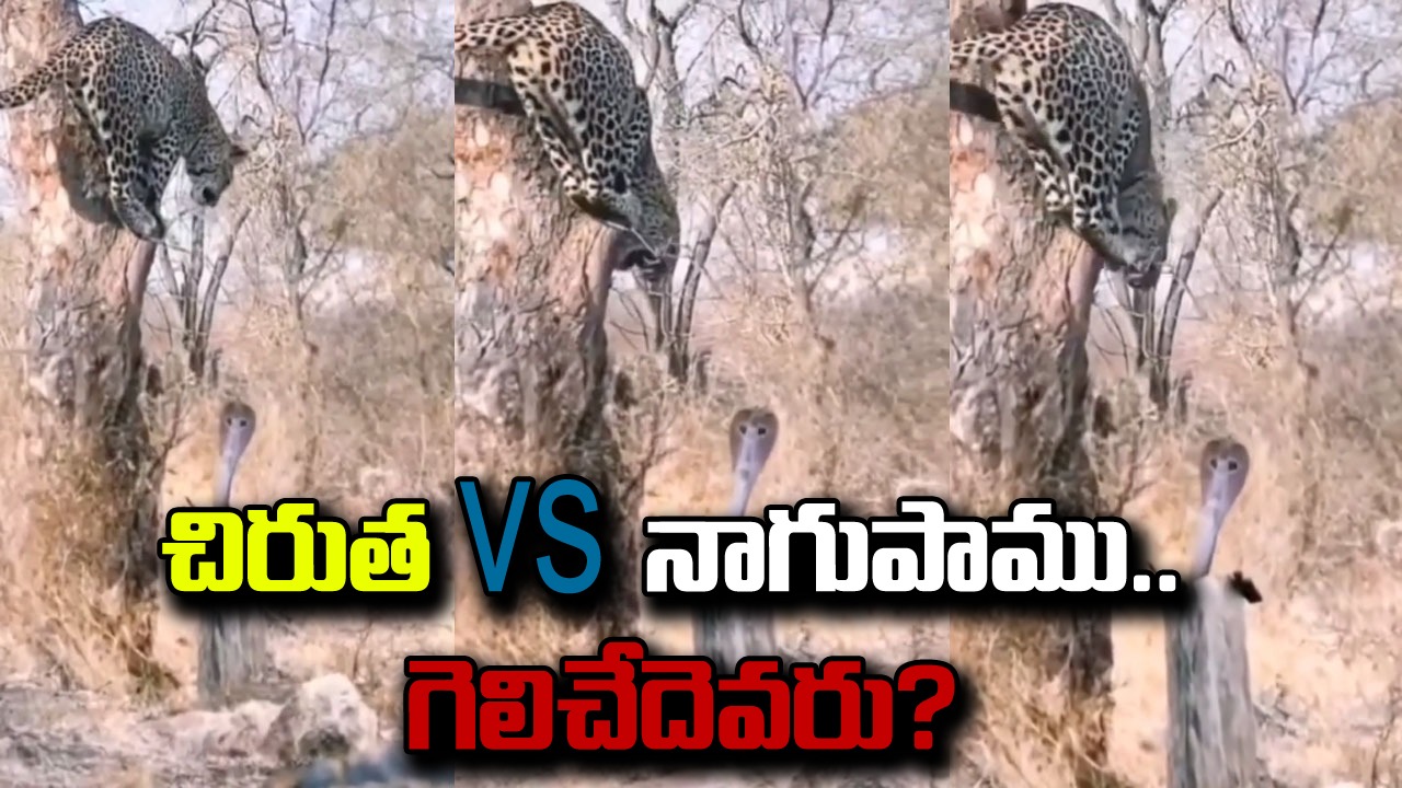 Viral Video: చిరుత vs నాగుపాము, ఒళ్లు గగుర్పొడిచే ఈ ఫైట్‌లో గెలిచేదెవరు? వైరల్ అవుతున్న షాకింగ్ వీడియో!