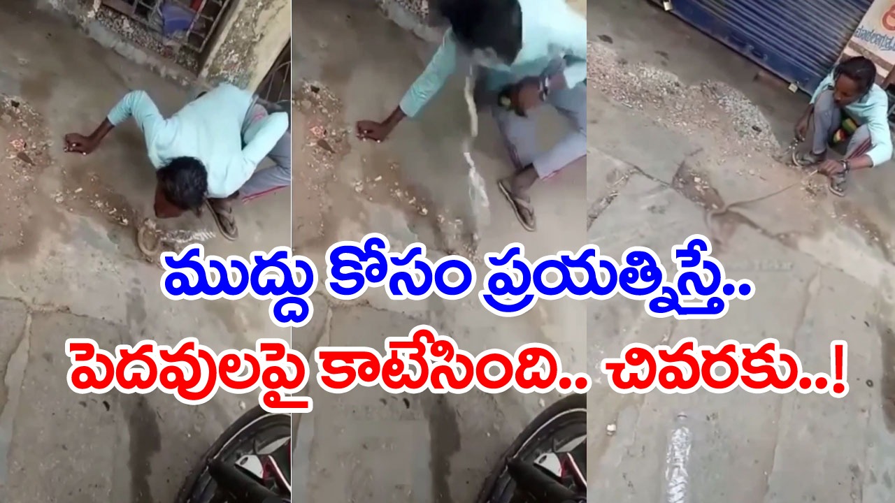 Snake Video: పామును ముద్దు పెట్టుకునేందుకు ఓ వ్యక్తి ప్రయత్నం.. సడన్‌గా పెదవులపై కాటేసిన సర్పం.. చివరకు..!