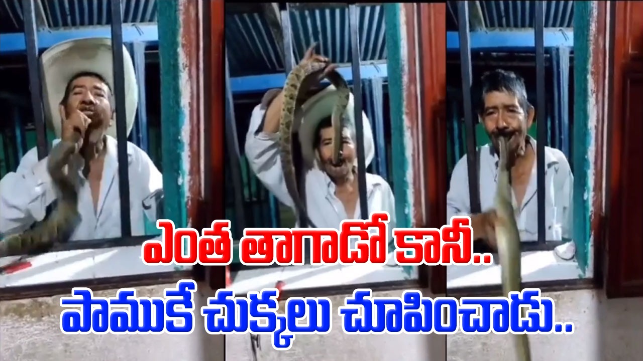 Viral Video: బాబోయ్.. ఎంత తాగాడో కానీ పాముకే చుక్కలు చూపించాడు.. విషపూరిత పామును నోట్లో పెట్టుకుని.. 