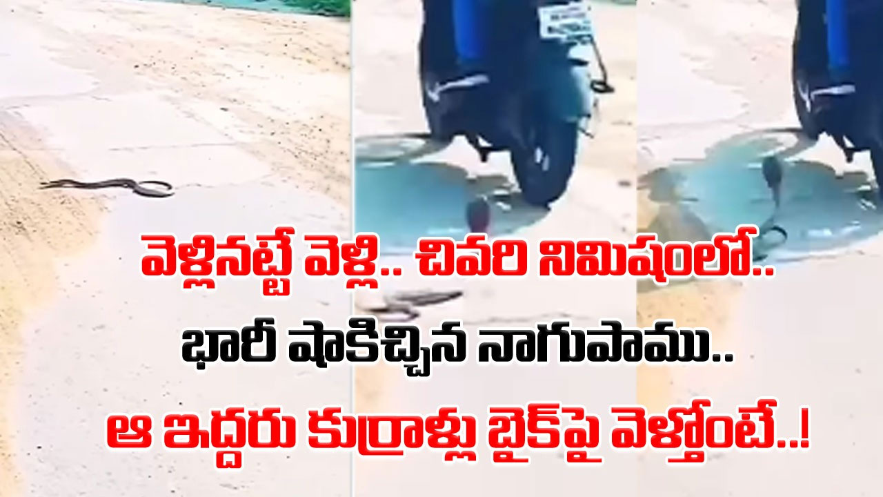 Snake Video: నడిరోడ్డుపై నాగుపాము.. వెళ్లిపోతోంది కదా అని దాని పక్కనుంచే బైక్‌పై ఇద్దరు కుర్రాళ్లు దూసుకెళ్తోంటే..!