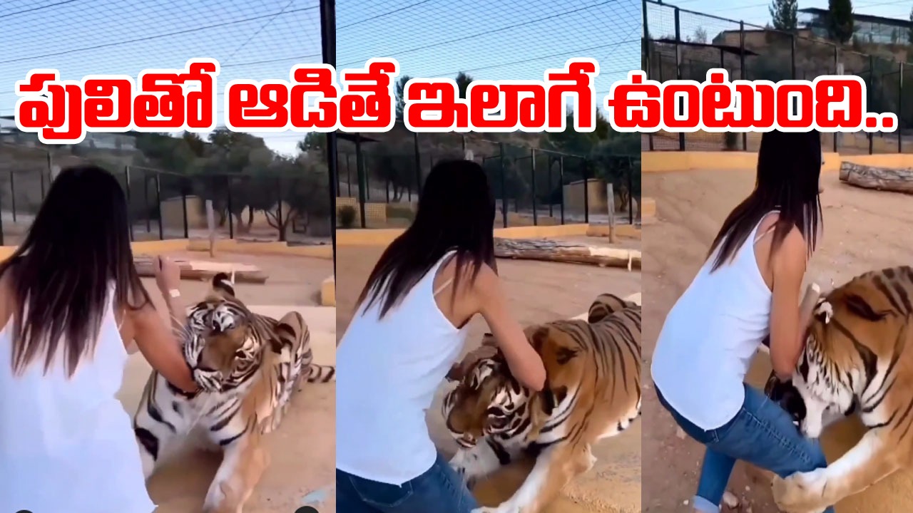 Viral Video: పులితో ఆట ఇలాగే ఉంటుంది.. మహిళకు చుక్కలు చూపించిన పులి.. షాకవుతున్న నెటిజన్లు!