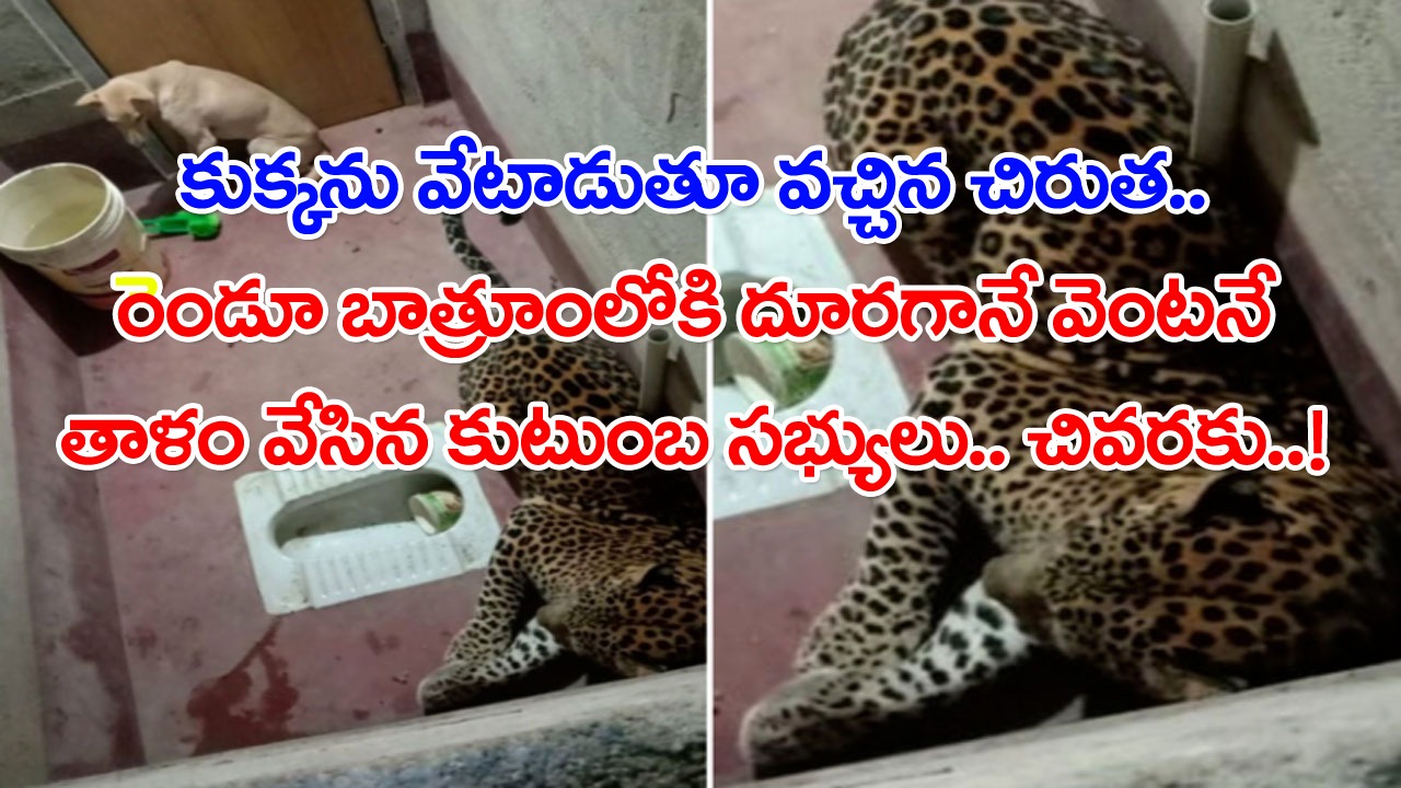 Viral News: ఒకే బాత్రూంలో ఇరుక్కుపోయిన కుక్క, చిరుతపులి.. చివరకు ఏం జరిగి ఉంటుందో కలలో కూడా ఊహించలేరు..!