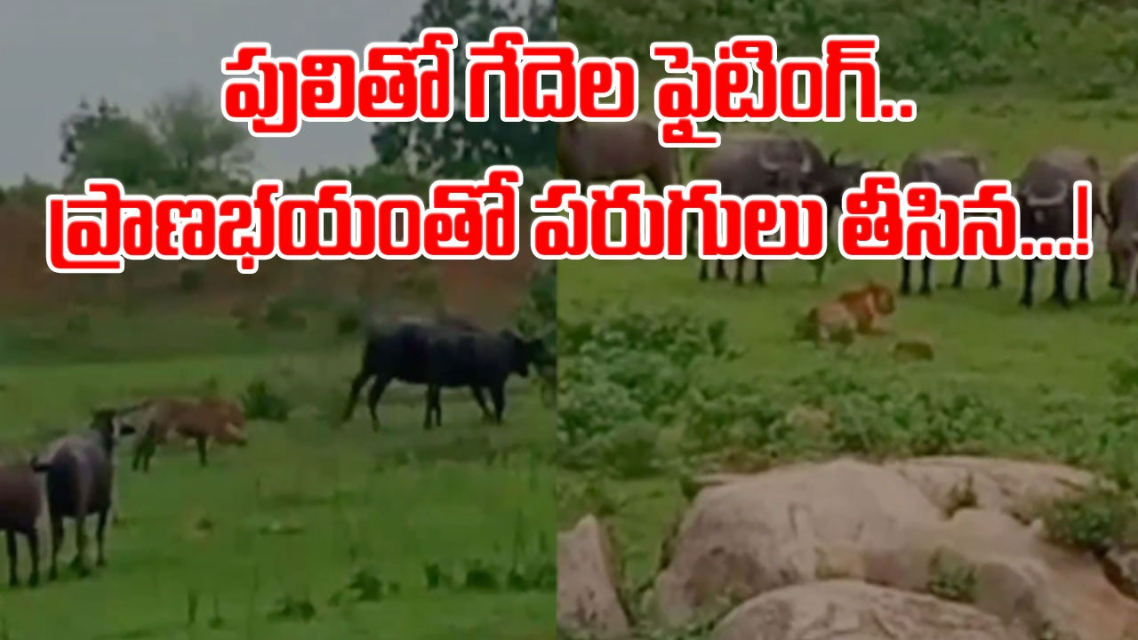 Buffalo vs Tiger: ఒకే ఒక్క పులి.. పదుల సంఖ్యలో గేదెలు.. చివరకు జరిగింది చూస్తే మతిపోవడం ఖాయం..!