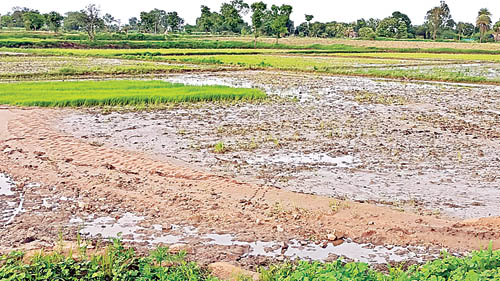 వర్ష నష్టం