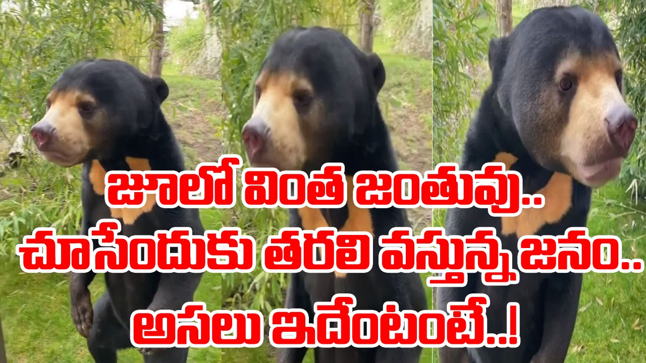 Viral Video: బాబోయ్.. ఇదేం వింత.. అచ్చం మనిషిలాగానే ఉన్న ఈ వెరైటీ జంతువేంటంటే..!