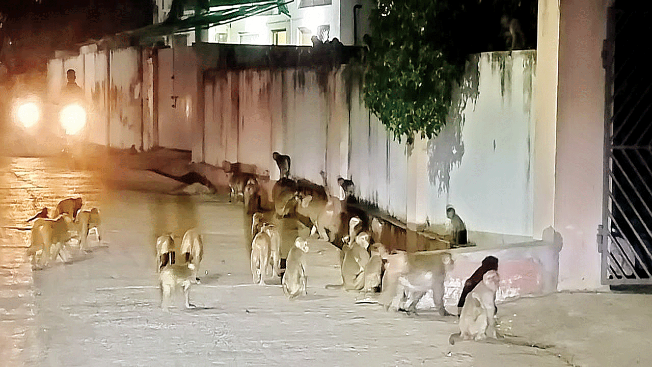 బాబోయ్‌ కోతులు..