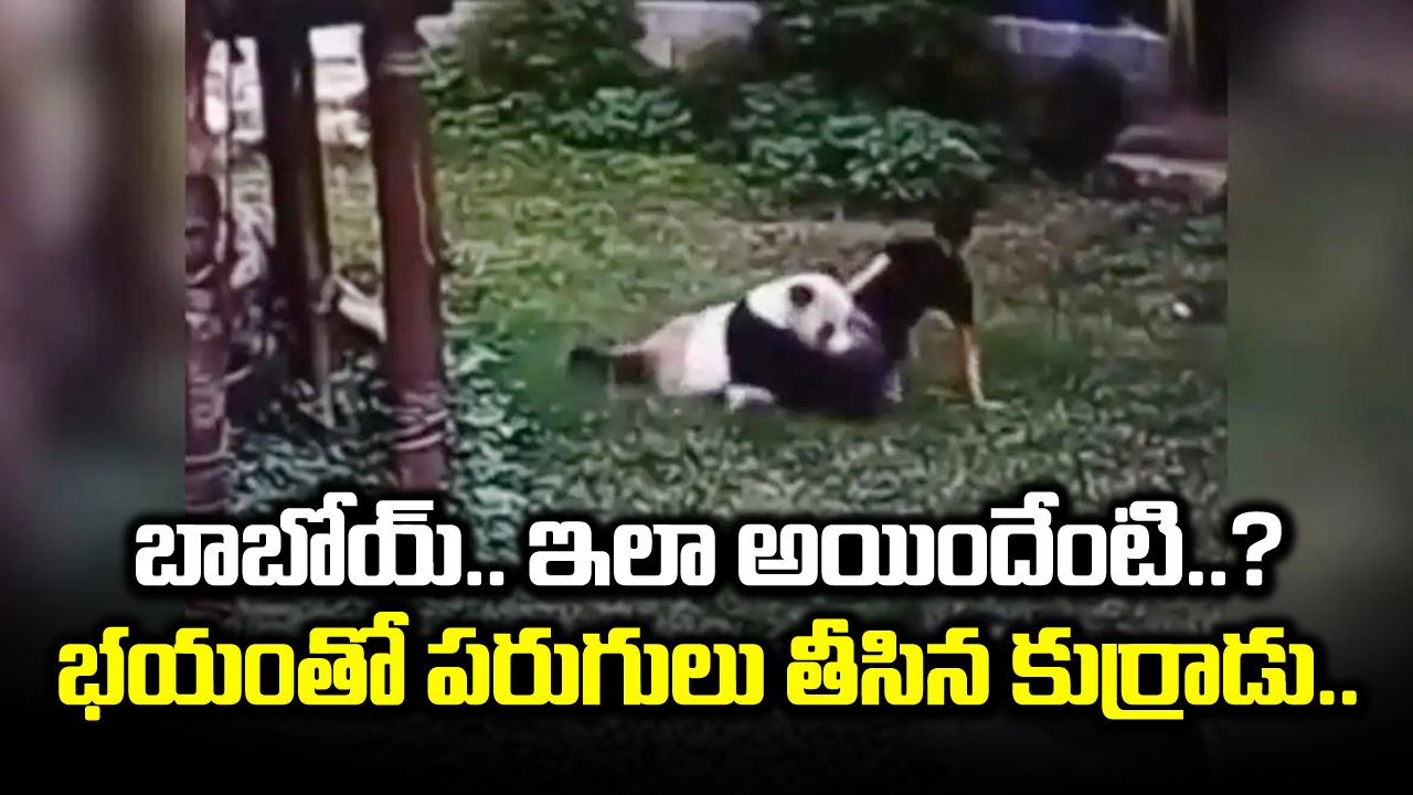 Shocking Video: ఖర్మ ఫలితం అంటే ఇదేనేమో.. హాయిగా నిద్రపోతున్న పాండాను కావాలని డిస్టర్బ్ చేసిన కుర్రాడు.. చివరకు..