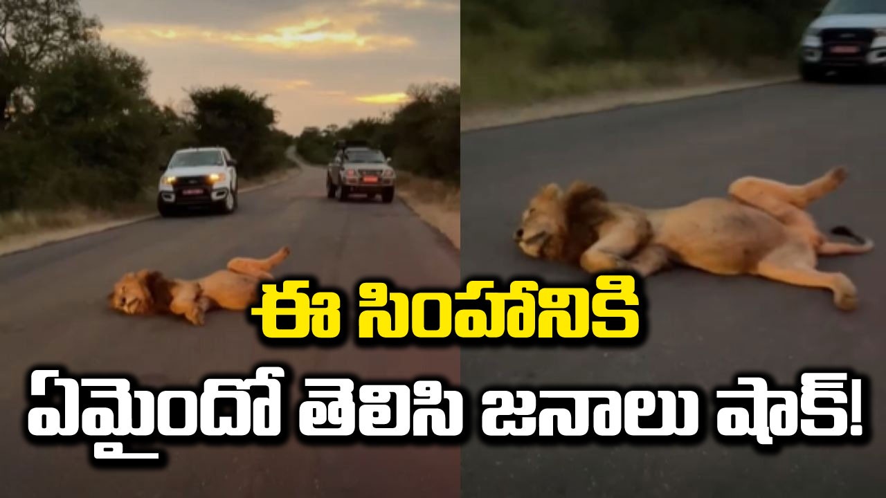 Viral: ఈ సింహానికి ఏమైంది? నడిరోడ్డు మీద ఊహించని విధంగా.. వీడియో చూసి షాకైపోతున్న జనాలు!