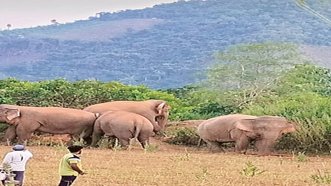  భామినిలో ఏనుగుల సంచారం