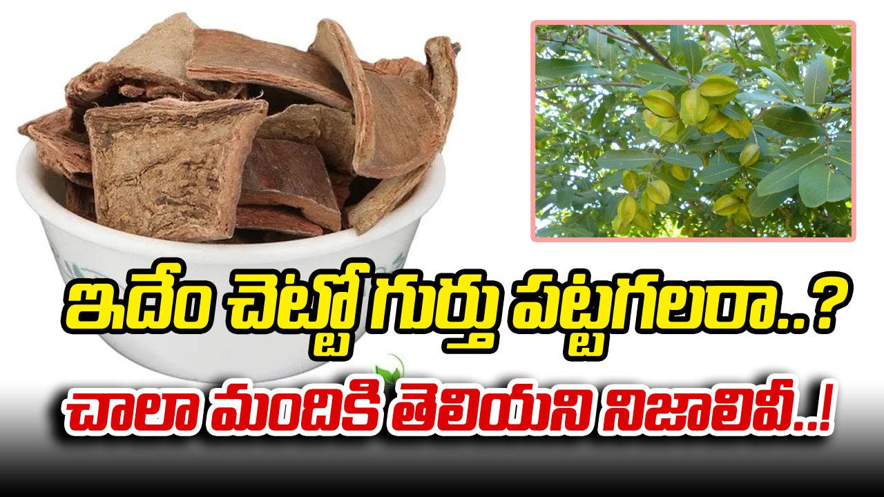 Arjuna Bark: ఇదేం చెట్టు అని వింతగా చూస్తున్నారా..? దీని బెరడుతో కేన్సర్ వంటి రోగాలకు కూడా చెక్ పెట్టొచ్చని తెలిస్తే..!