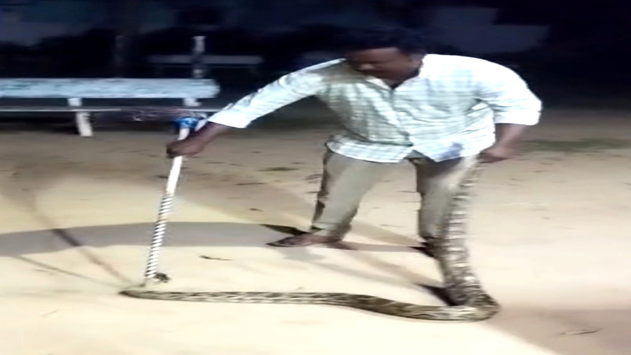 10 అడుగుల కొండచిలువ పట్టివేత