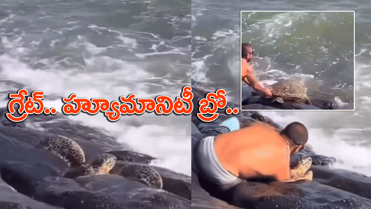 Viral Video: హ్యాట్సాఫ్ బ్రదర్.. ప్రాణాలను రిస్క్‌లో పెట్టి.. రాళ్ల మధ్యలో ఓ తాబేలు ఇరుక్కుపోతే ఏం చేశాడో మీరే చూడండి..!