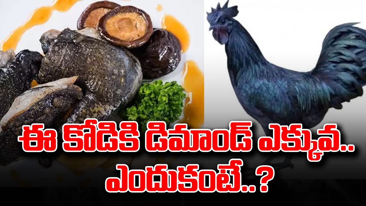 Kadaknath chicken: ఎన్నికల వేళ కడక్‌నాథ్ చికెన్‌కు భారీగా డిమాండ్.. ఒక కోడి ధర ఎంతో తెలిస్తే..