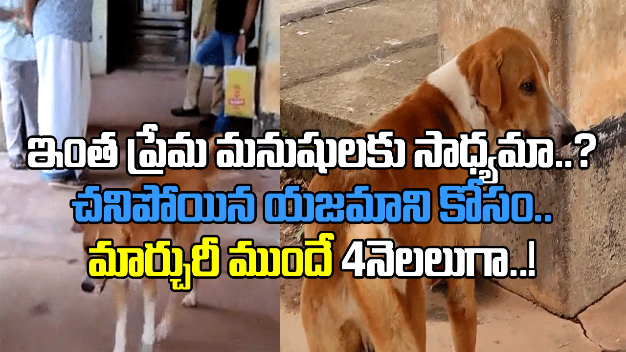 Dog Video: 4 నెలలుగా  ఆస్పత్రి మార్చురీ వద్దే పడిగాపులు కాస్తున్న శునకం.. చనిపోయిన యజమాని తిరిగొస్తాడన్న ఆశతో..!