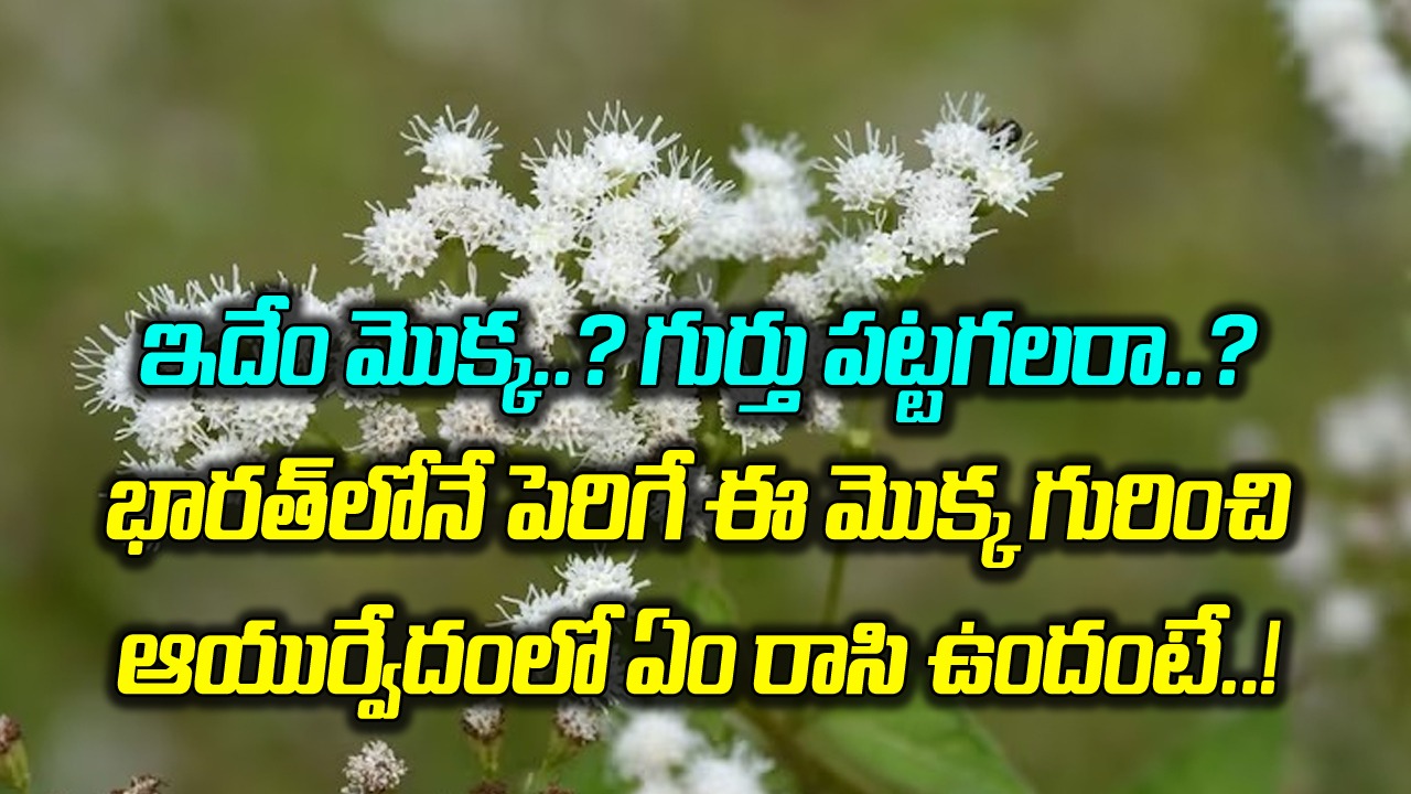 Miracle Plant: భారత్‌లో మాత్రమే కనిపించే మిరాకిల్ మొక్క ఇది.. దీని ముందు ఎన్ని మెడిసిన్స్ అయినా బలాదూర్..! 