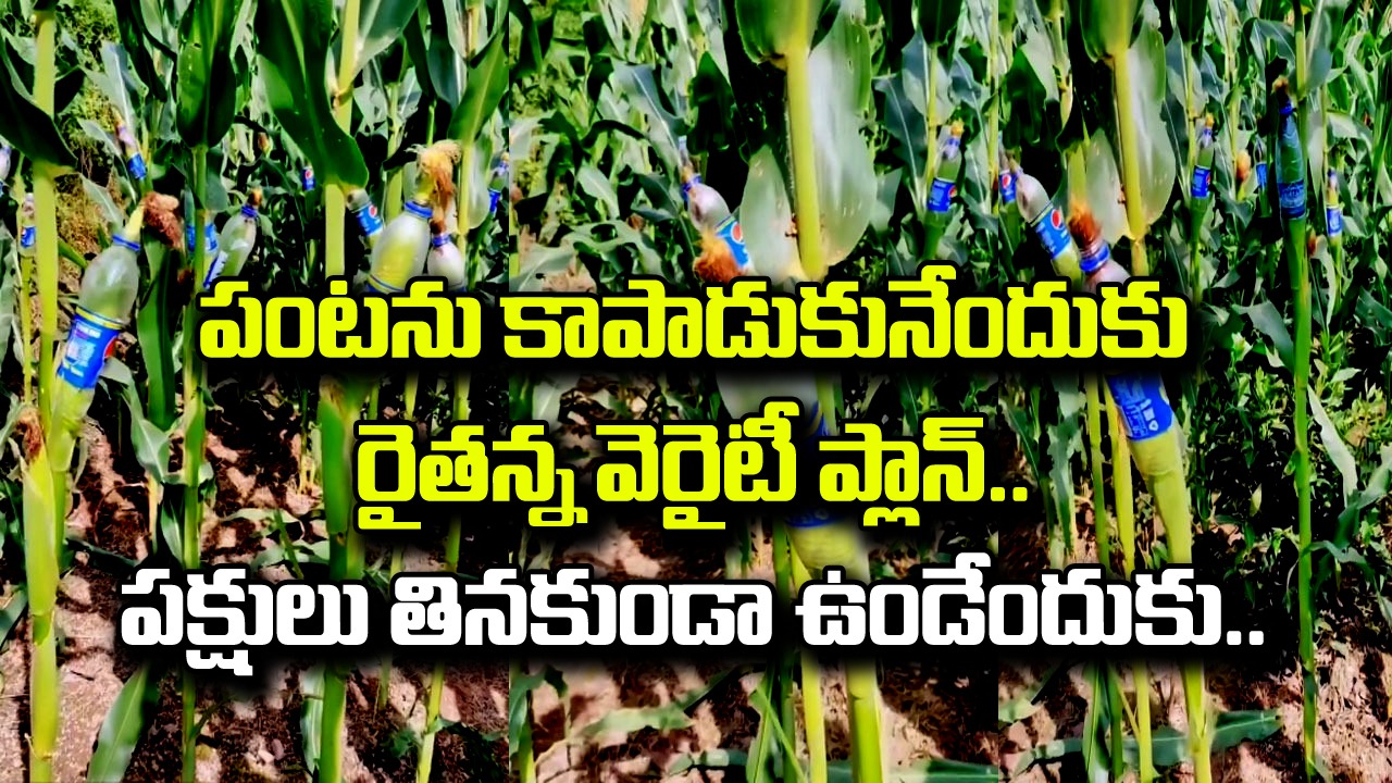 Viral Video: వావ్.. ఏం ఐడియా గురూ.. పంటను రక్షించుకునేందుకు ఈ రైతన్న వెరైటీ టెక్నిక్.. చూస్తే శభాష్ అనాల్సిందే..!