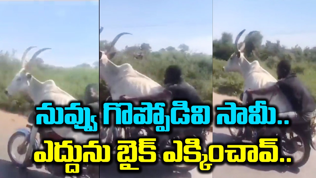 Shocking Video: నువ్వు నిజంగా గొప్పోడివి సామీ.. ఎద్దును బైక్‌పై తీసుకెళ్తున్న వ్యక్తి.. డేంజరస్ డ్రైవింగ్ అంటూ నెటిజన్లు ఆగ్రహం!