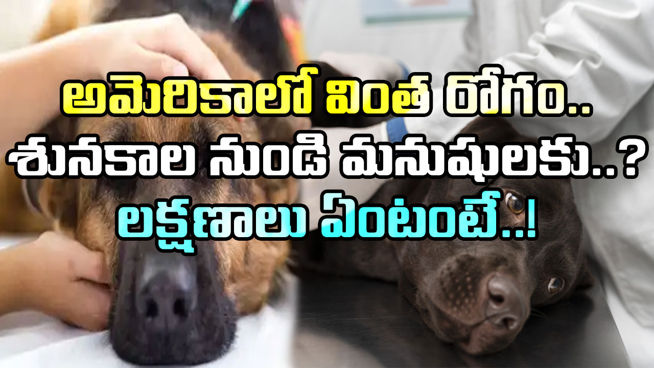 Mysterious Disease: అమెరికాలో మరో వింత రోగం.. ఉన్నట్టుండి అనారోగ్యం పాలవుతున్న శునకాలు..!