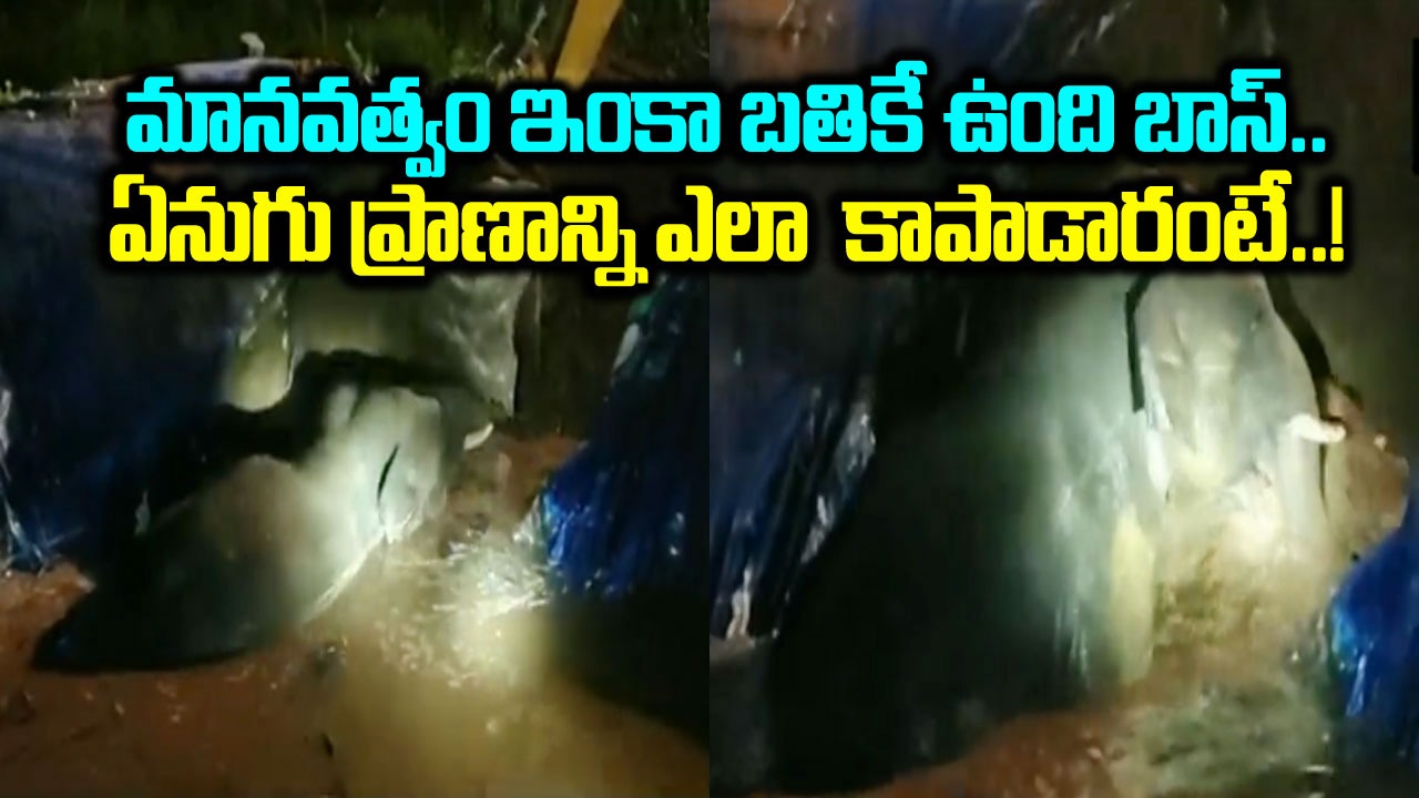 Elephant Video: బురద గుంటలో పడిన ఏనుగు.. పైకి రాలేక నరకయాతన.. చిమ్మచీకటిలో దాన్ని ఎలా కాపాడారంటే..!