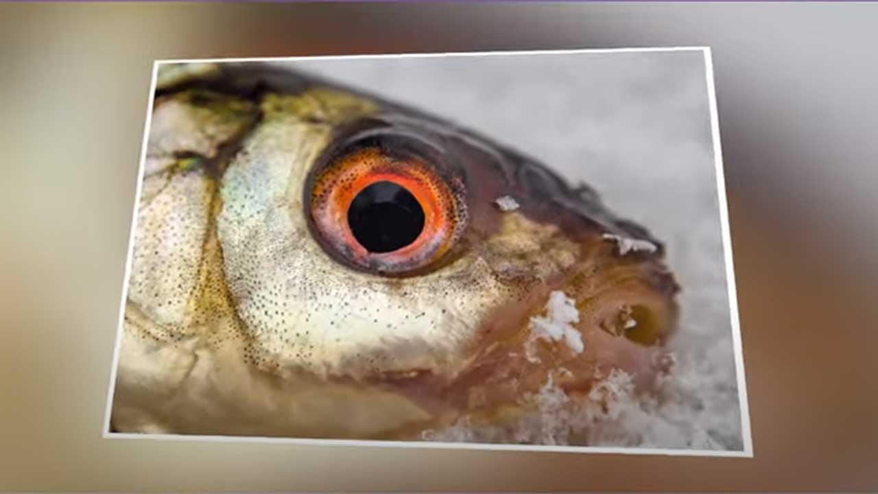 చేప కళ్ళు తినేవారు అయితే.. ఇది తెలుసా? If you Eat Fish Eyes anr