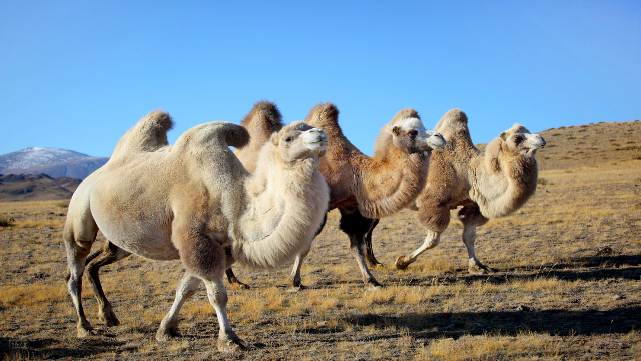  Bacterian Camels : మీకు తెలుసా?