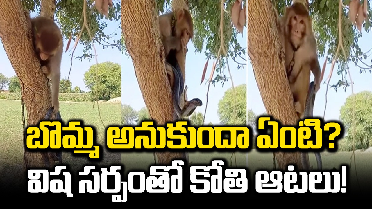 Viral Video: అది బొమ్మ అనుకుందా ఏంటి? విష సర్పంతో కోతి ఎలా ఆడుతోందో చూడండి.. వీడియో చూసి షాకవుతున్న నెటిజన్లు!