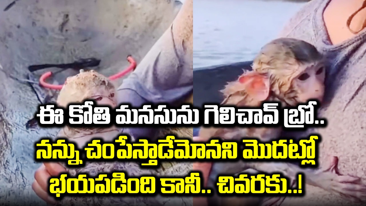 Monkey Video: ఈ వ్యక్తి ఎవరో కానీ.. హ్యాట్సాఫ్ చెప్పాల్సిందే.. కాసేపు ఆలస్యమై ఉంటే ఈ చిన్న కోతి ప్రాణాలే పోయేవిగా..!