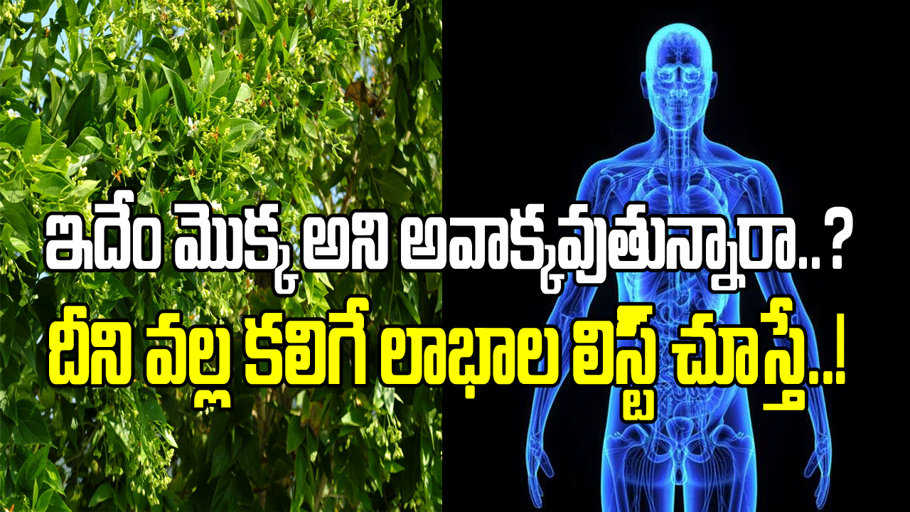 Viral News: ఇలాంటి వ్యాధులు ఉన్న వారికి ఈ మొక్కే సంజీవని లెక్క.. వీటి ఆకులతో ప్రమాదకర రోగాలు కూడా పరార్..!