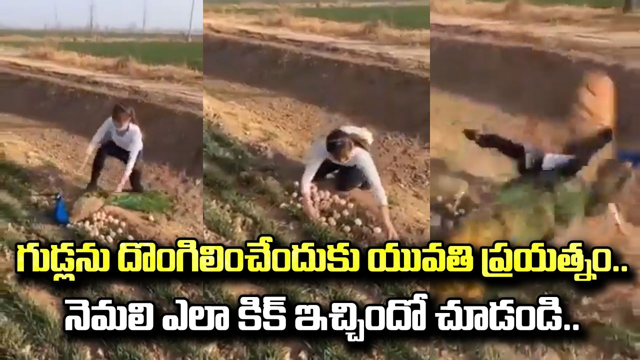 Shocking Video: నెమలిని తక్కువగా అంచనా వేసింది.. గుడ్లు దొంగిలిస్తుంటే ఎలా కిక్ ఇచ్చిందో చూడండి.. 