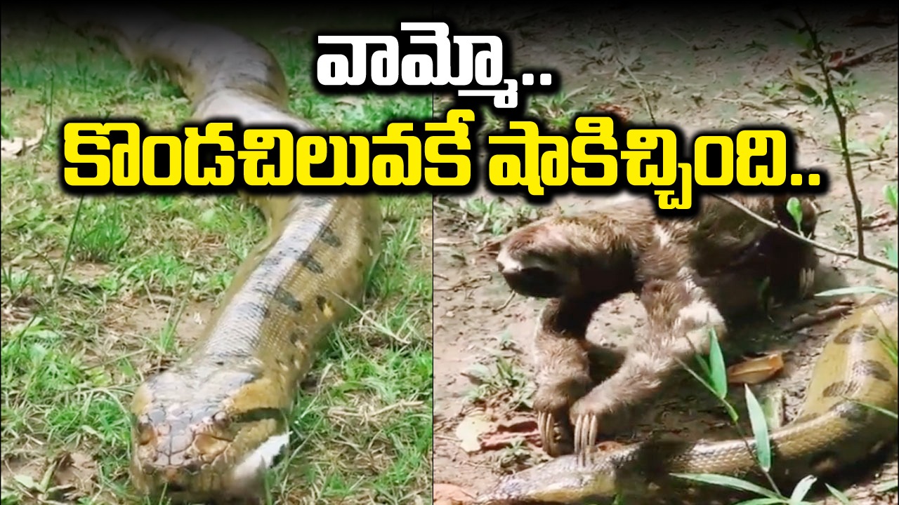 Shocking Video: వామ్మో.. అంత అనకొండను చూసినా భయపడలేదు.. ధైర్యంగా ఎలా వెళ్తోందో చూడండి.. షాకింగ్ వీడియో వైరల్!