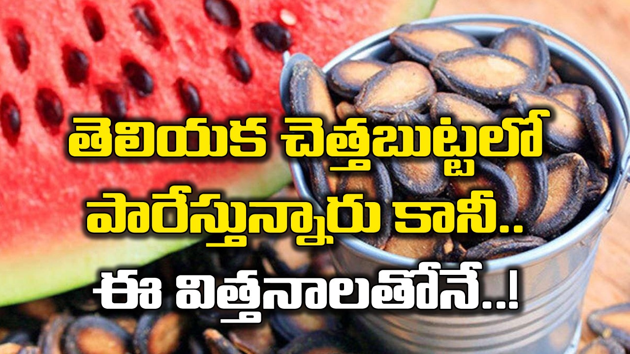 Health Facts: ఎందుకూ పనికిరావని డస్ట్‌బిన్‌లో పారేసే ఈ విత్తనాలతో ఏకంగా ఇన్ని లాభాలా..? ఇకనుంచయినా..!