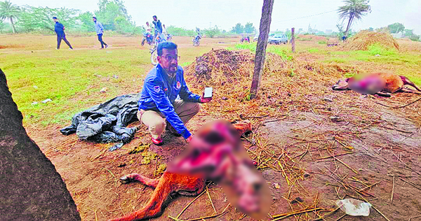హైనా దాడి.. రెండు లేగదూడల మృత్యువాత