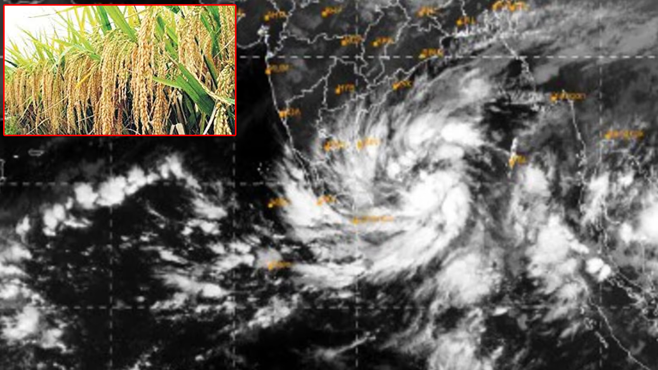 Cyclone Michaung: తుఫాన్ ప్రభావం.. ఆందోళనలో కృష్ణా రైతాంగం