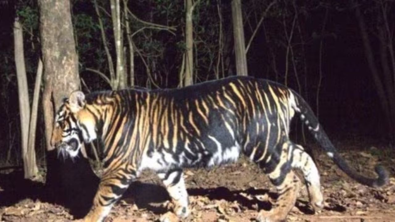 Black tiger Safari: ఈ విషయం తెలిస్తే వెంటనే ఒడిశా టూర్ ప్లాన్ చేస్తారు! ప్రపంచంలోనే తొలిసారిగా..