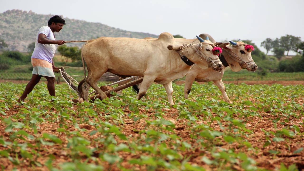 tenant farmers : కౌలు రైతుల గుర్తింపు ఎలా?