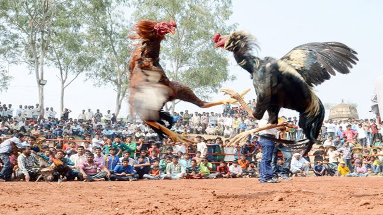 Andhra Pradesh: కోడి పందాల బరిలో కొట్లాట.. రెండు వర్గాల మధ్య దాడులు..