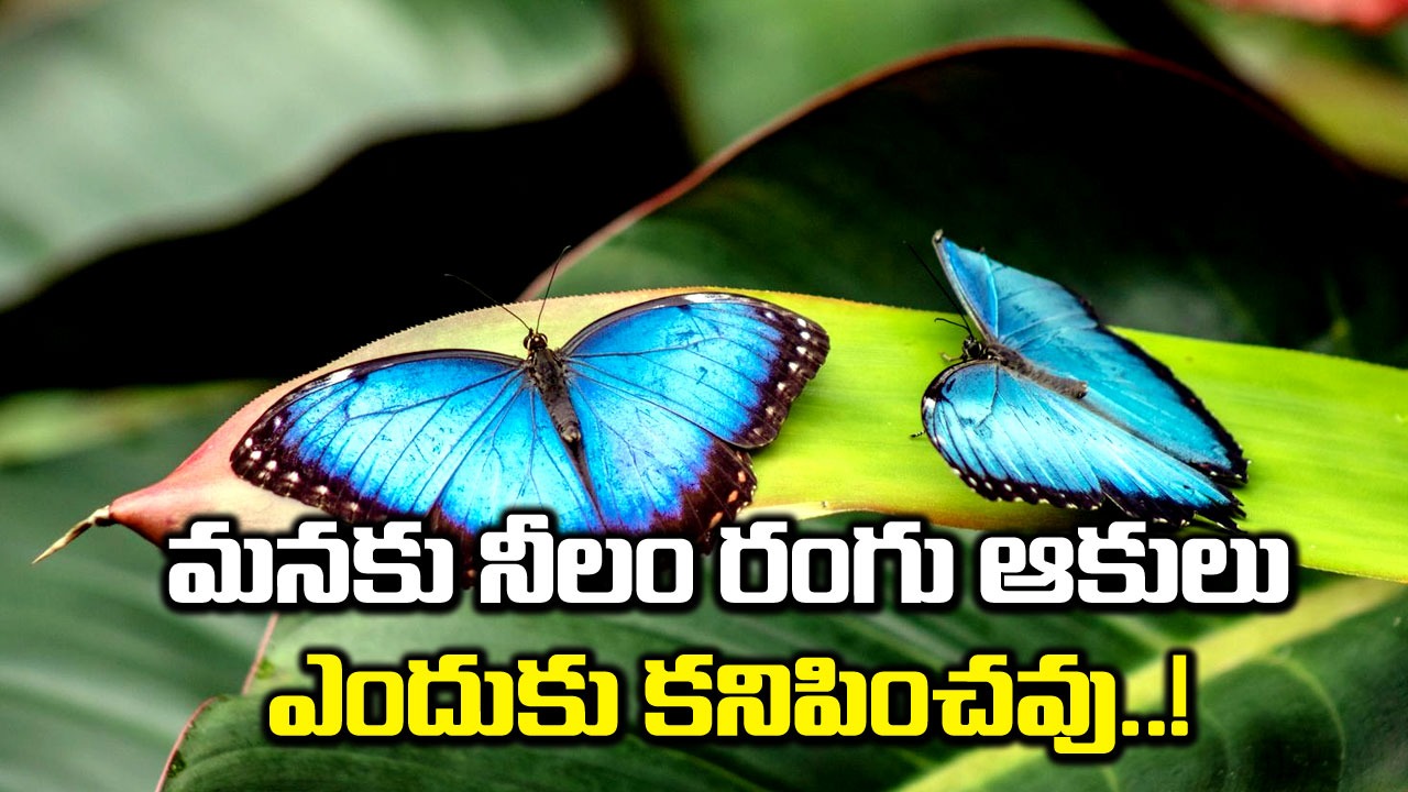 Blue Insects: ప్రకృతిలో నీలం ఎందుకు అరుదైన రంగో తెలుసా..!!