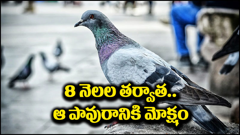 చైనీస్ గూఢచారి పావురం: చైనా గూఢచర్యంపై అనుమానం.. 8 నెలల తర్వాత ఆ పావురాన్ని రక్షించారు.