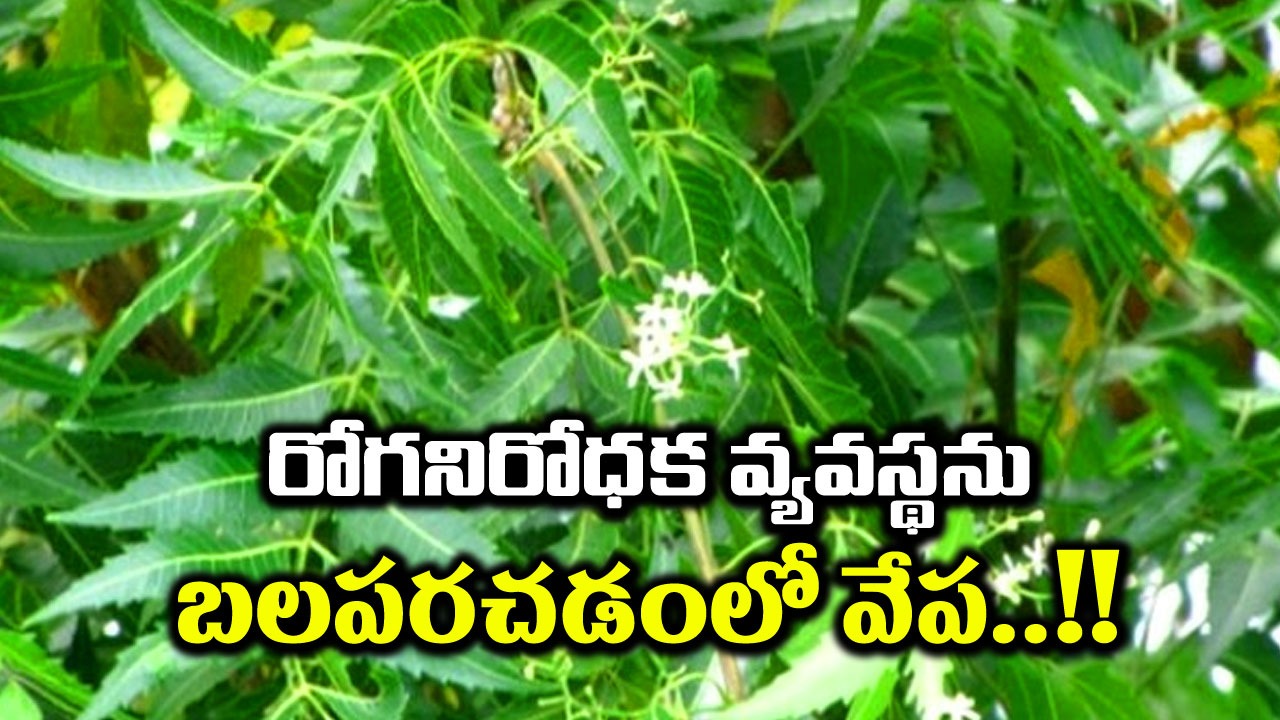 Neem leaves: వేపాకుతో శరీరానికి ఎన్ని లాభాలో.. దీనిని ఆహారంలో చేర్చుకుంటే..