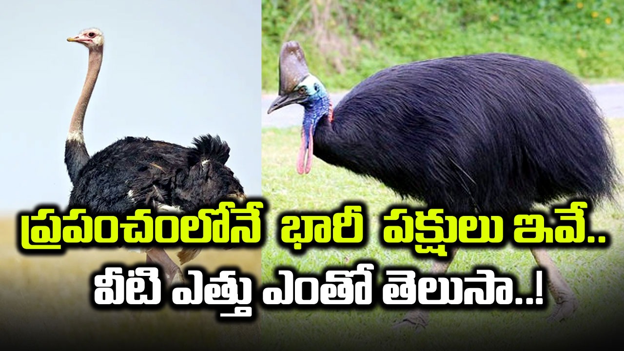 Worlds Largest Bird: భూమి పై జీవిస్తున్న ఐదు అతి పెద్ద పక్షలు ఇవే.. !