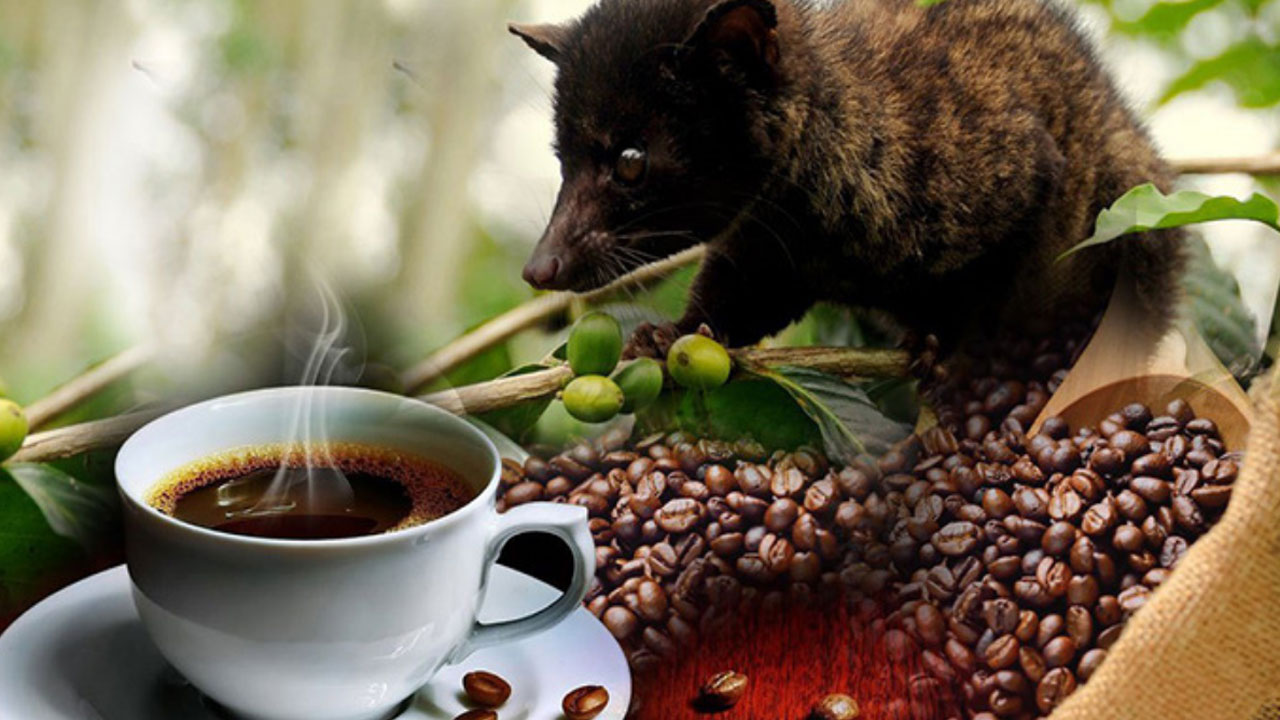 Civet Coffee: ఈ పిల్లి మలంతో చేసే కాఫీ ఖరీదు తెలిస్తే మైండ్‌బ్లాక్ అవ్వాల్సిందే!