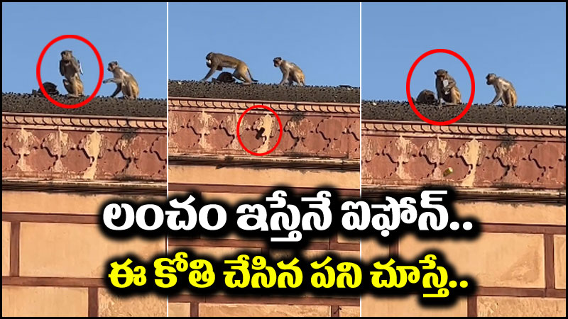 Monkey iPhone: లంచం ఇస్తేనే ఐఫోన్ ఇస్తా.. కోతి చేసిన కొంటె పనికి దిమ్మతిరగాల్సిందే!