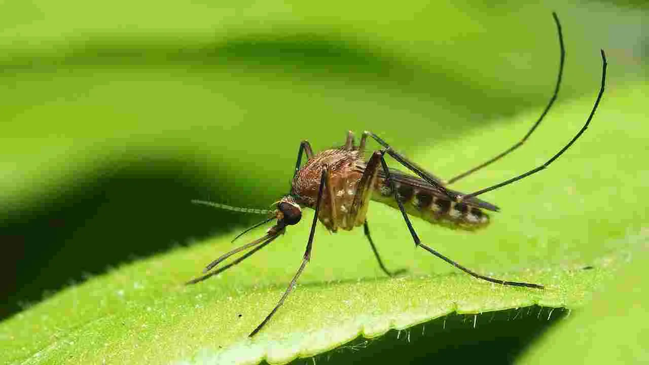 Mosquitoes: మనిషిని కుట్టిన దోమ అలా చేస్తుందట.. విచిత్ర అలవాటు గురించి తెలిస్తే షాకే..!