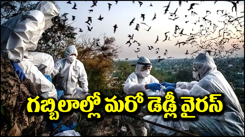 New Bat Virus: గబ్బిలాల్లో మరో డెడ్లీ వైరస్.. కరోనా తరహాలోనే ప్రాణాంతకం!