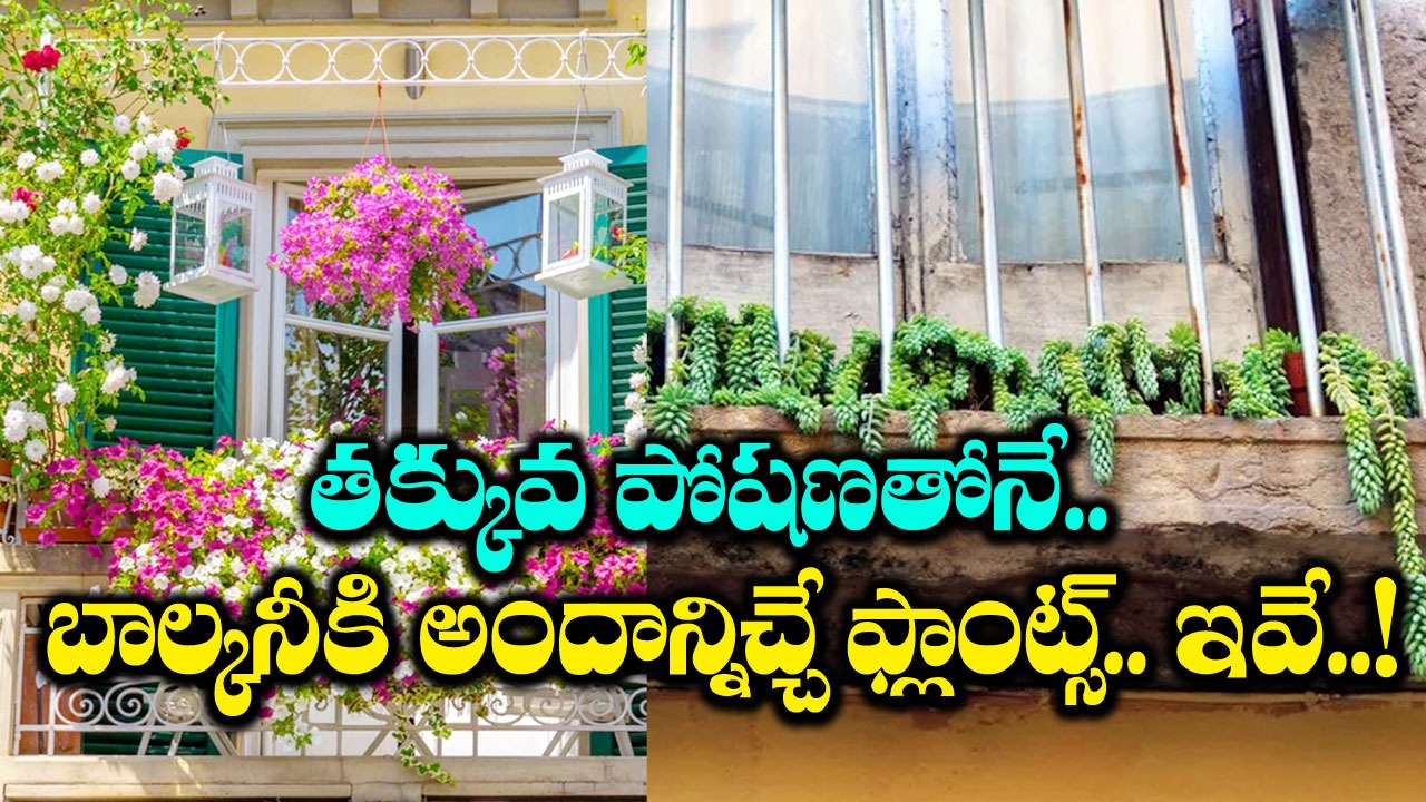 Apartment Balcony: అందంగా, ఆకర్షణీయంగా పెరిగే బాల్కనీ మొక్కలు ఇవే..!