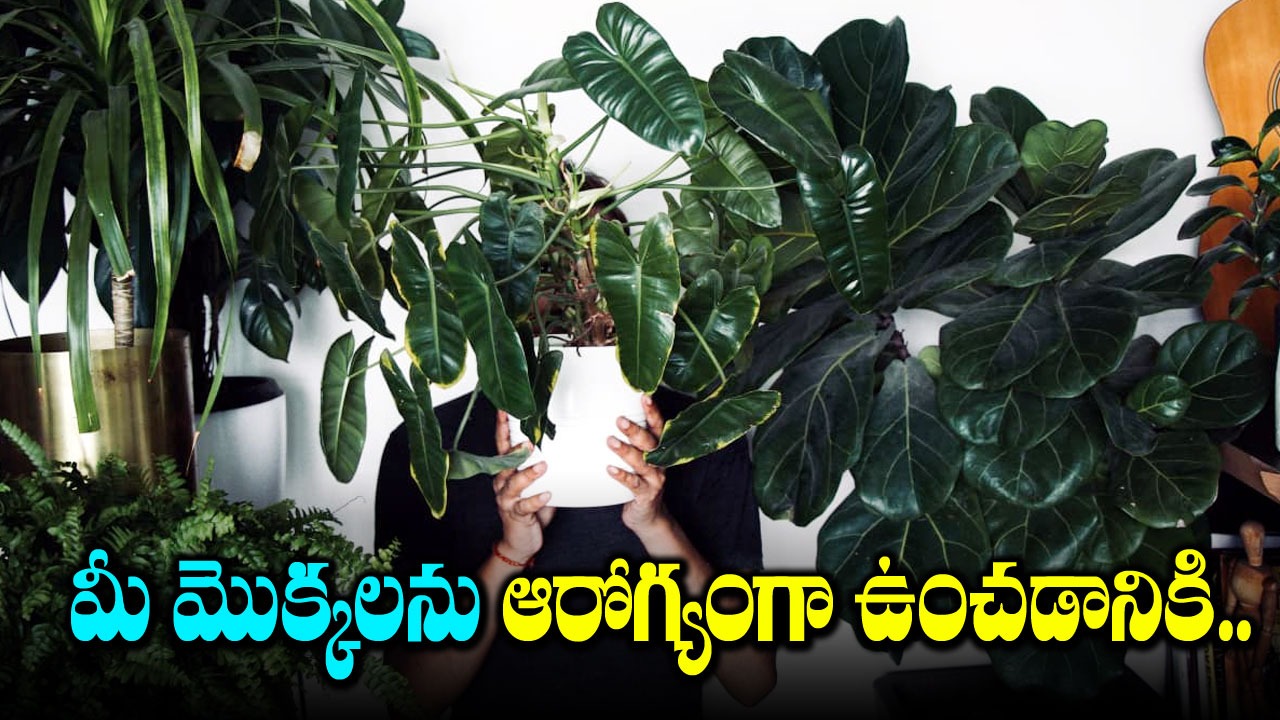 Keep Your Garden Healthy : గార్డెన్ ఆకర్షణీయంగా ఉండాలంటే ఈ జాగ్రత్తలు తీసుకోవాల్సిందే..!