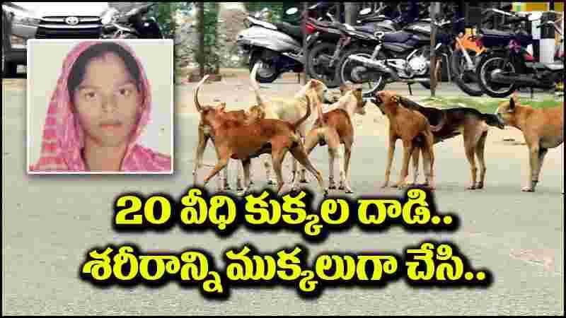 Stray Dogs: పంజాబ్‌లో మహిళపై 20 వీధి కుక్కల దాడి.. శరీరాన్ని ముక్కలు ముక్కలుగా చేసి..